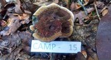 Coltricia montagnei image