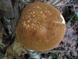 Xanthoconium affine image