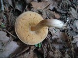 Xanthoconium affine image