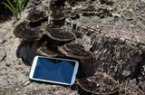 Hexagonia hydnoides image
