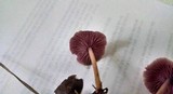 Gymnopus iocephalus image
