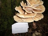 Bondarzewia berkeleyi image