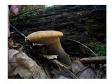 Tapinella atrotomentosa image