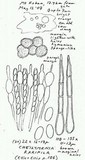 Cheilymenia raripila image