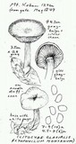 Clitocybe glacialis image