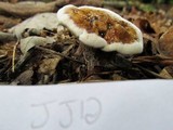 Hydnellum aurantiacum image