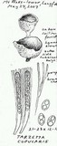 Tarzetta cupularis image
