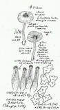 Inocybe salicis image