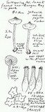 Inocybe salicis image