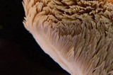 Climacodon pulcherrimus image