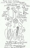 Inocybe bongardii image