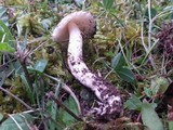 Amanita huijsmanii image