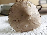 Amanita huijsmanii image