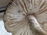 Amanita huijsmanii image