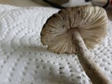 Amanita huijsmanii image