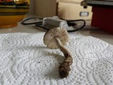 Amanita huijsmanii image