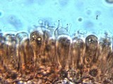 Inocybe tubarioides image