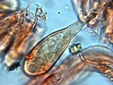 Inocybe tubarioides image