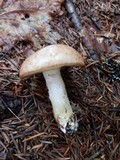 Suillus weaverae image