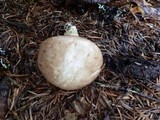 Suillus weaverae image