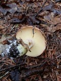 Suillus weaverae image