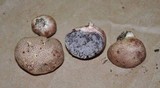Scleroderma areolatum image