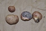 Scleroderma areolatum image