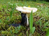 Amanita subnudipes image