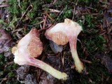Chalciporus rubinellus image