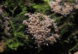 Polycephalomyces tomentosus image