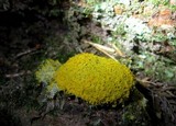 Fuligo septica image