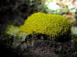 Fuligo septica image