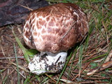 Agaricus thiersii image