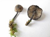 Hydropus atramentosus image