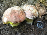 Boletus rex-veris image