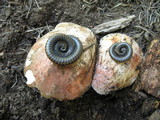 Boletus rex-veris image