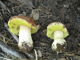 Boletus rex-veris image
