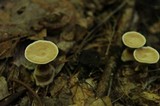 Hydnellum spongiosipes image