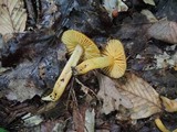 Humidicutis auratocephala image