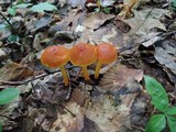 Humidicutis auratocephala image