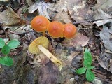 Humidicutis auratocephala image