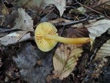 Humidicutis auratocephala image
