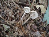 Gymnopus confluens image