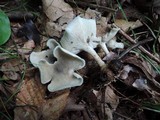 Clitocybe odora image