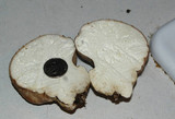 Calvatia bovista image