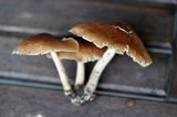 Gymnopus luxurians image