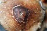 Gymnopus luxurians image