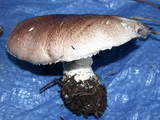 Agaricus thiersii image