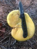 Boletus pseudosulphureus image
