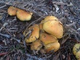 Boletus pseudosulphureus image